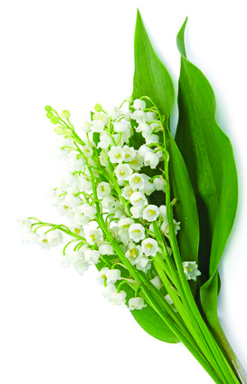 Brin_muguet